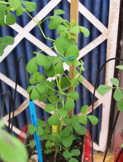 Medicago truncatula wild type plant