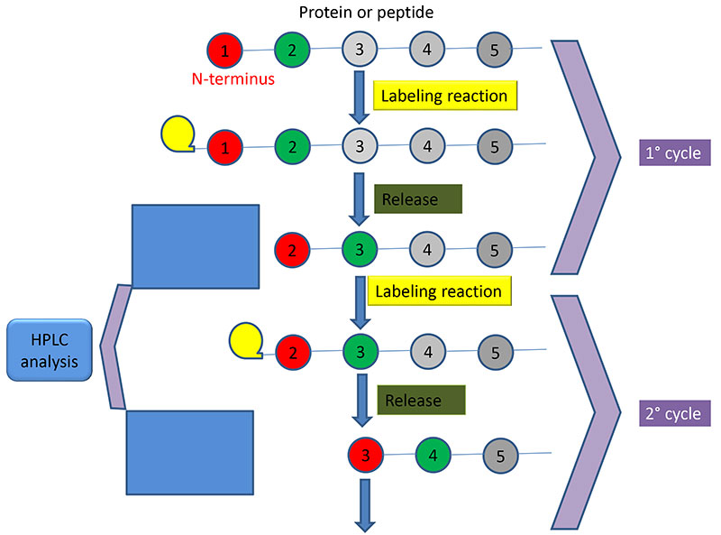 Figure 3: Schematics of the workflow used by the sequencer.