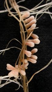 Nodules of M. truncatula
