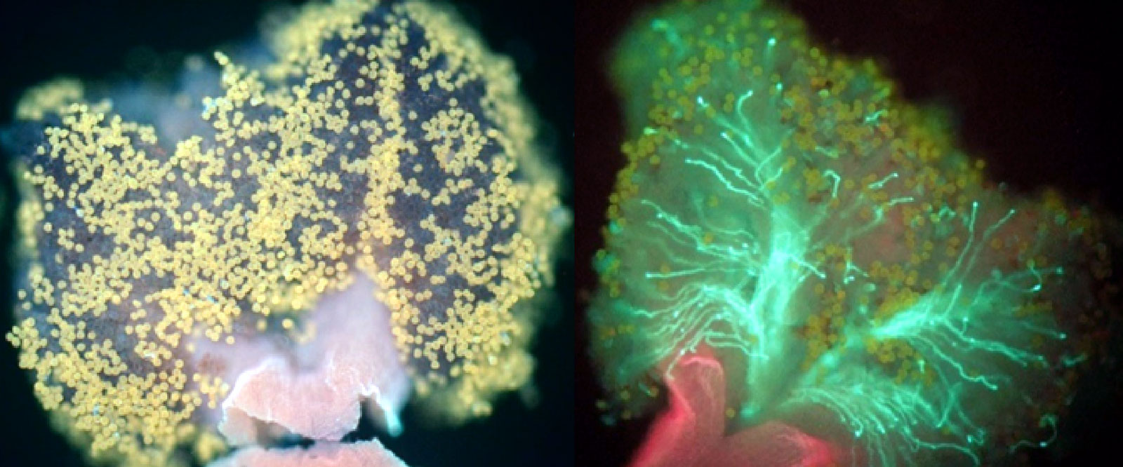 Incompatibility of Olive pollen |  Photo: Claudia Riccioni (CNR-IBBR Perugia)