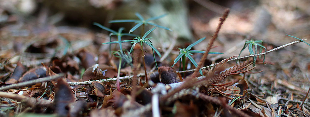 Recruitment of Silver fir | Small seedlings of Abies Alba Mill. emerging from the forest floor. Photo: Andrea Piotti (CNR-IBBR Florence)