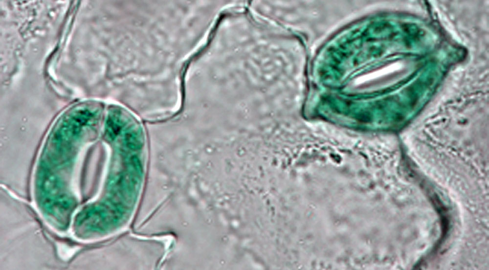 Leaf Stomata |  Photo: Maurizio Chiurazzi (CNR-IBBR Naples)