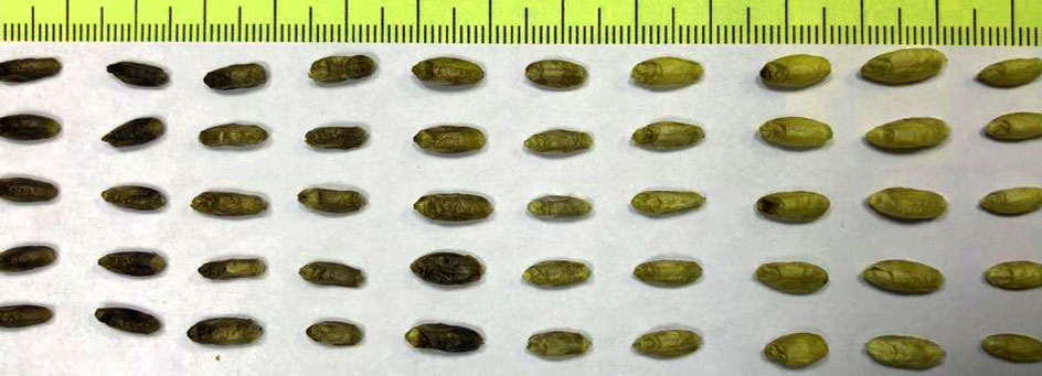 Olive Fruit Collection |  Photo: Soraya Mousavi (CNR-IBBR Perugia)