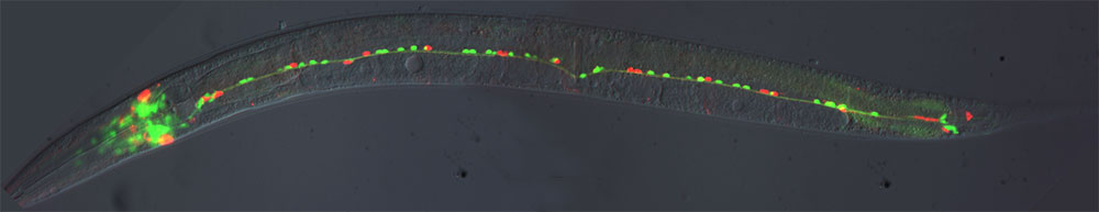 Caenorhabditis elegans | Collection of the nematode Caenorhabditis elegans (2300 transgenic and mutant strains), kept in trice frozen at -80° C at the IBBR-UOS Naples. Photo: Elia Di Schiavi (CNR-IBBR Naples)