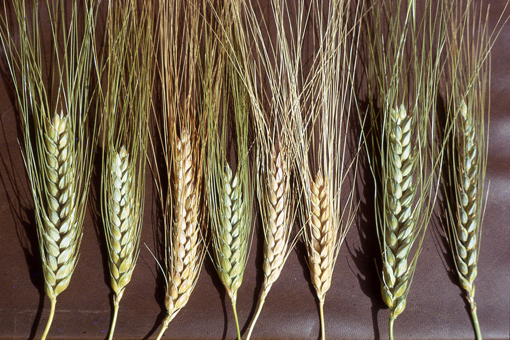 Wheat spikelets |  Photo: Wilma Sabetta (CNR-IBBR Bari)