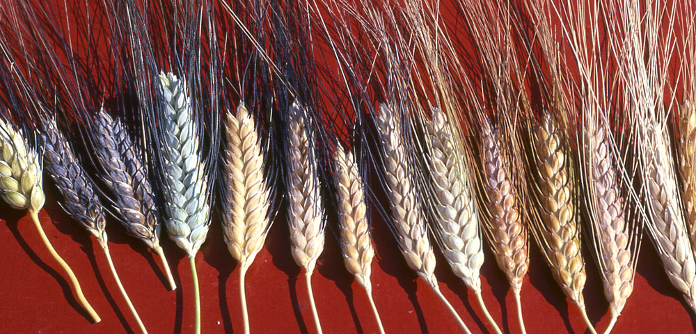 Wheat biodiversity |  Photo: Gaetano Laghetti (CNR-IBBR Bari)