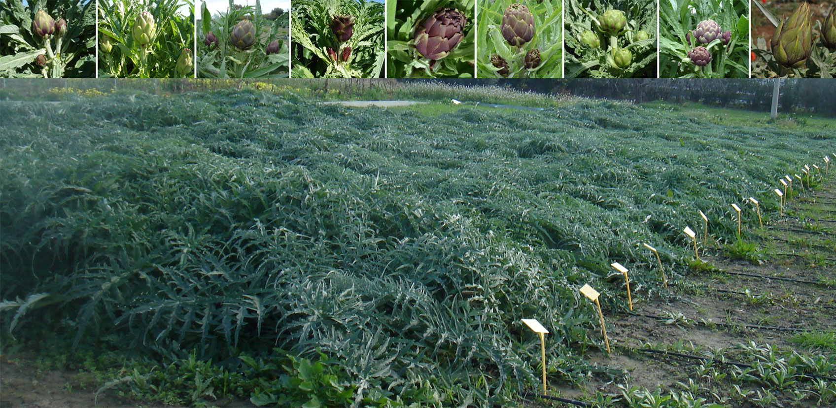 Artichoke cropfield |  Photo: Gabriella Sonnante (CNR-IBBR Bari)