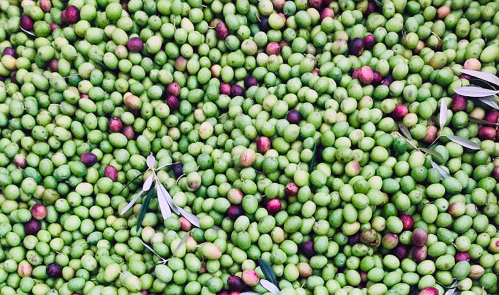 Basket of olives |  Photo: Claudia Riccioni (CNR-IBBR Perugia)