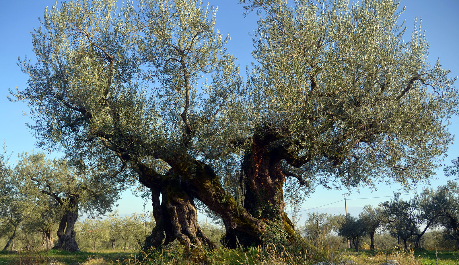 Olive Orchard in Macciano (Siena, Italy) | Olive Orchard in Macciano (Siena, Italy) Photo: Claudia Riccioni (CNR-IBBR Perugia)