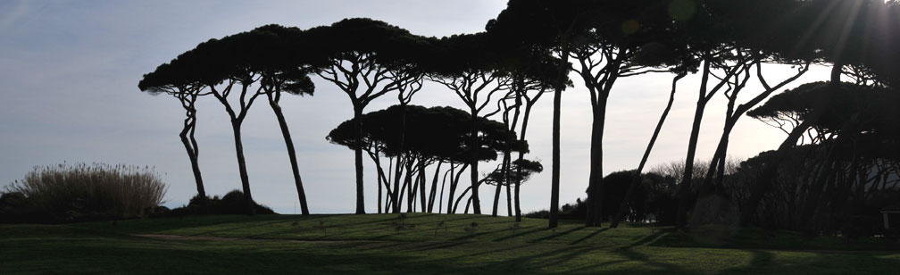 Sunset in the pine forest | Sunset at the pine forest in Baratti (Leghorn, Italy) Photo: Gabriele Bucci (CNR-IBBR Florence)