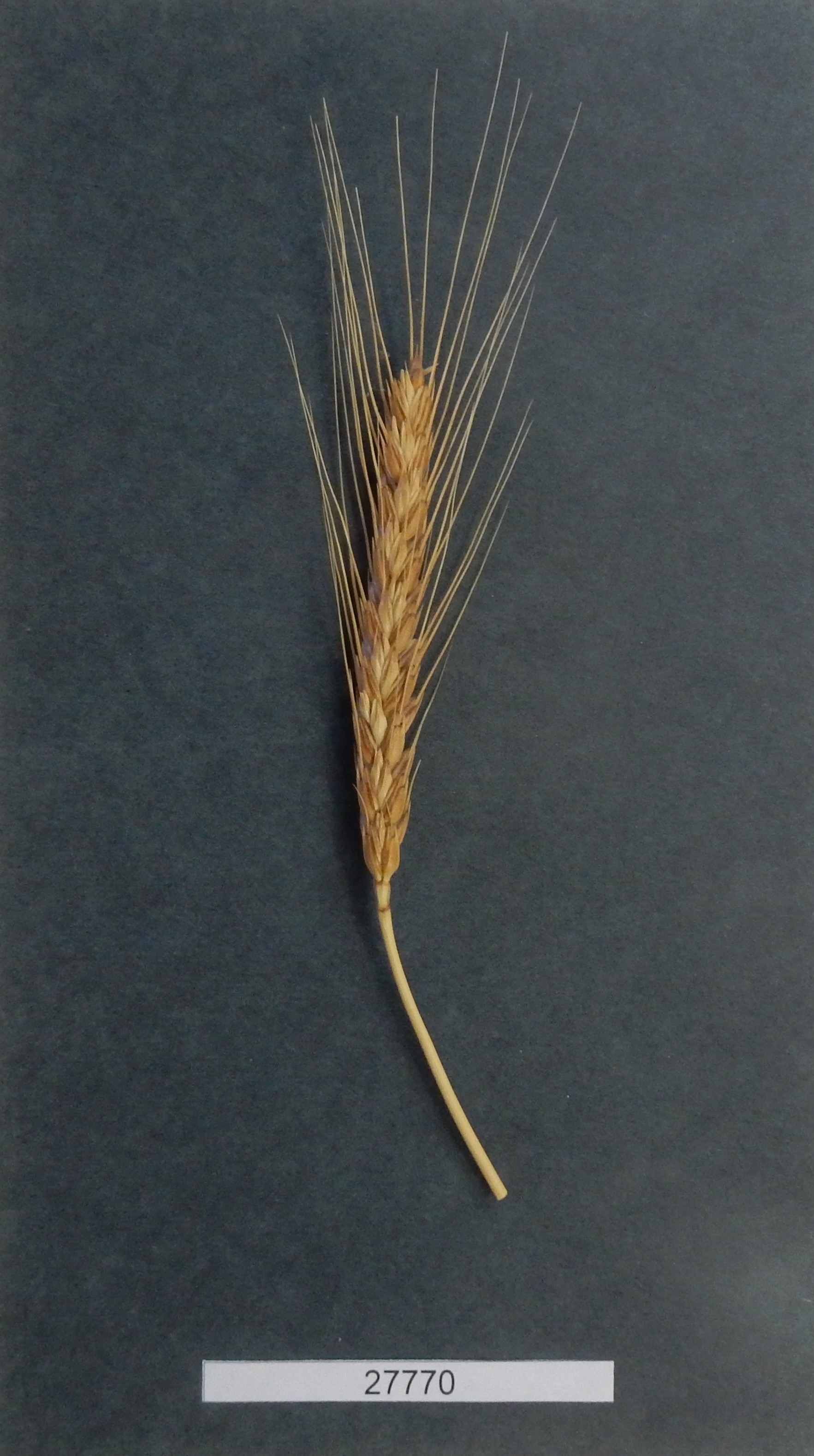 MGD Accession #27770