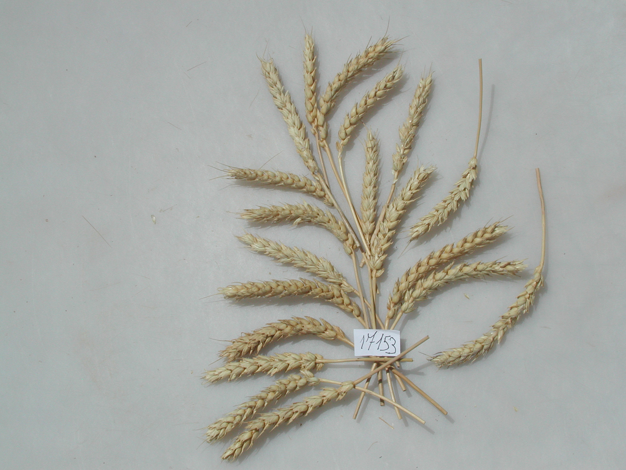 MGD Accession #17153
