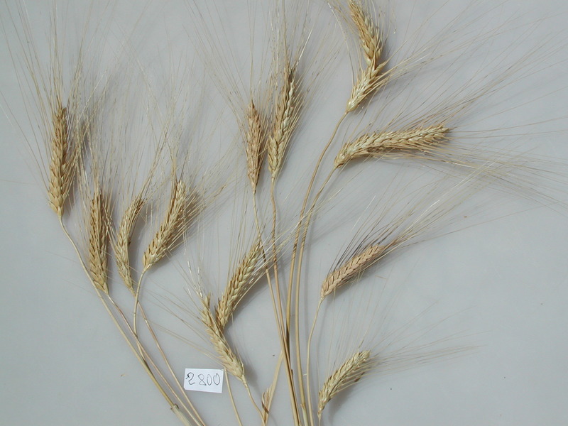 MGD Accession #2800