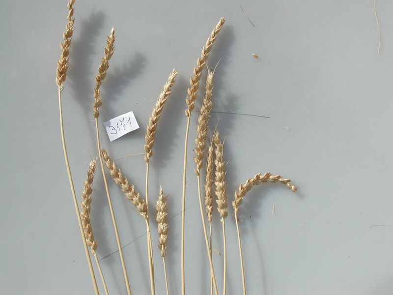 MGD Accession #3171