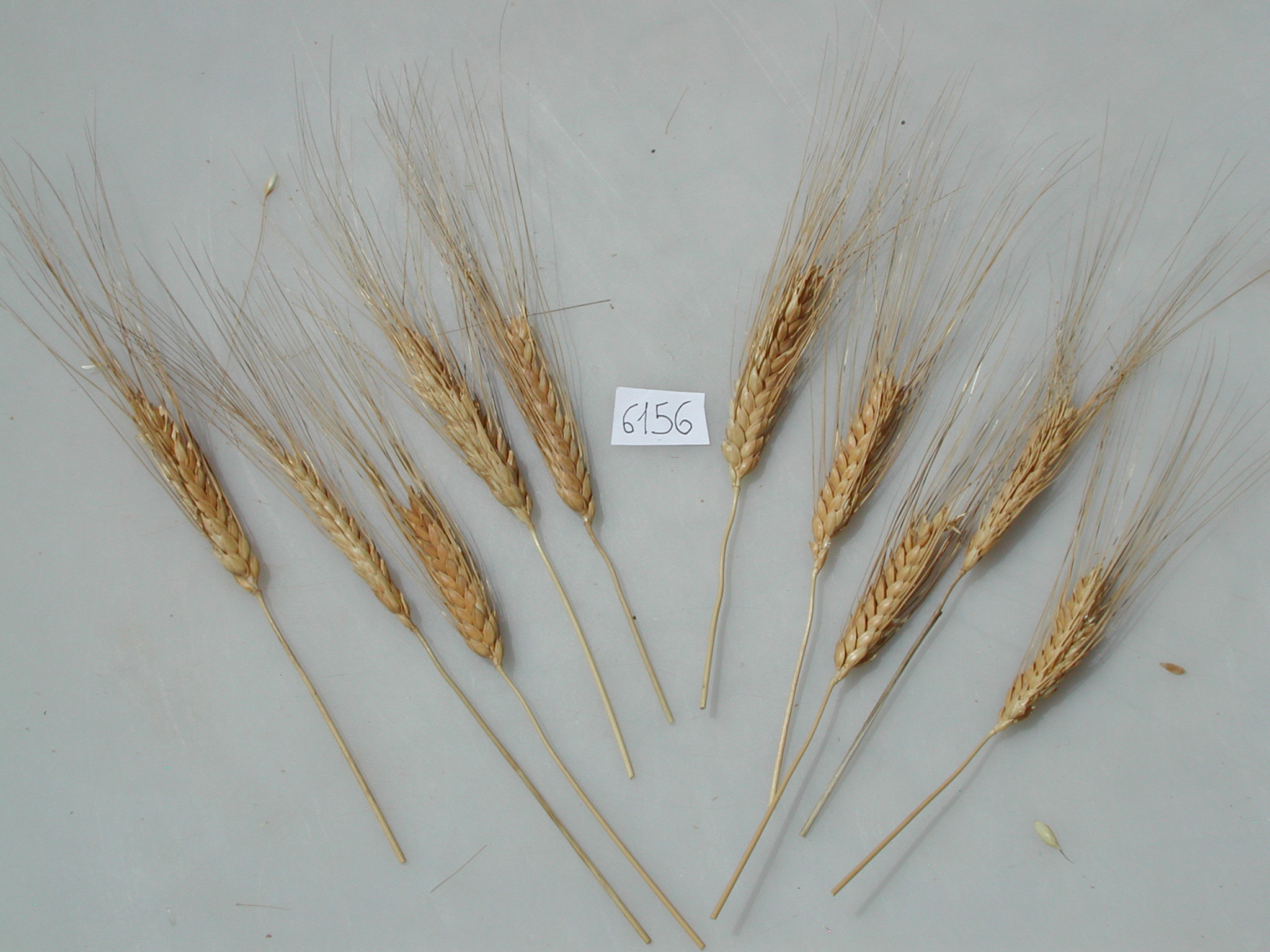MGD Accession #6156